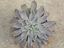 Echeveria rippling waters formally called rococo