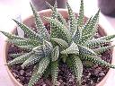 Haworthia pumila