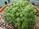Mammillaria fred