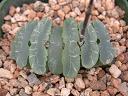Truncata var crassa