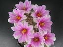mammillaria boolii