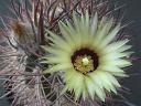 pyrrhocactus bulbocalyx