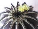 Uelbelmannia pectinifera ssp pectinifera