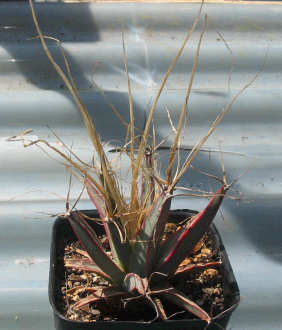 spines
